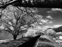 モノクロ桜