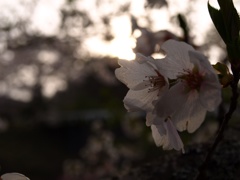 春を探しに
