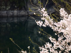 来年また