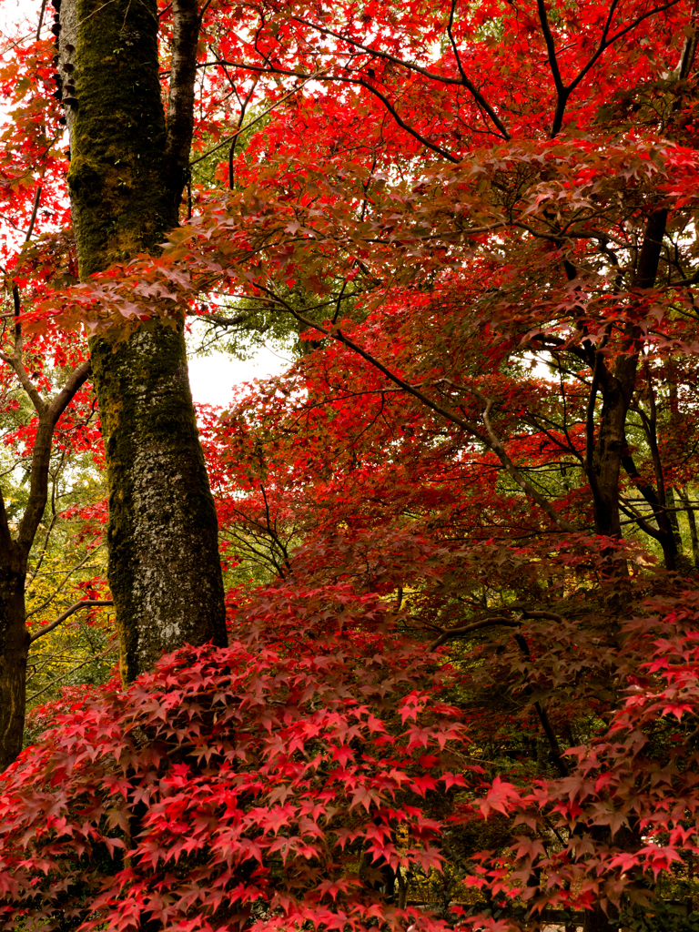 紅葉　その２