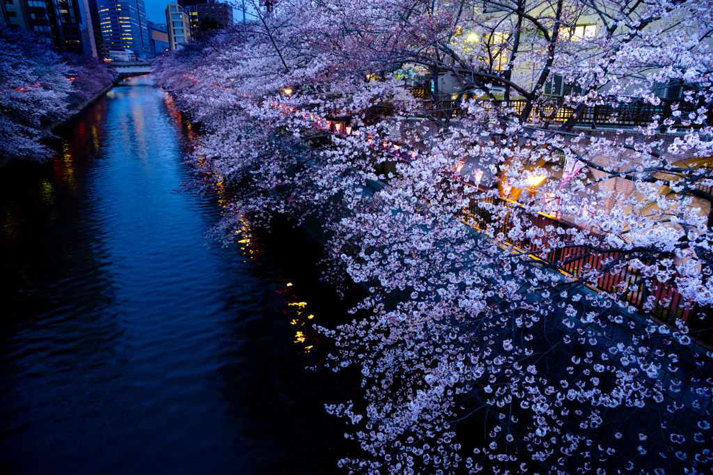 夜桜　その２