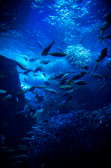 新江ノ島水族館