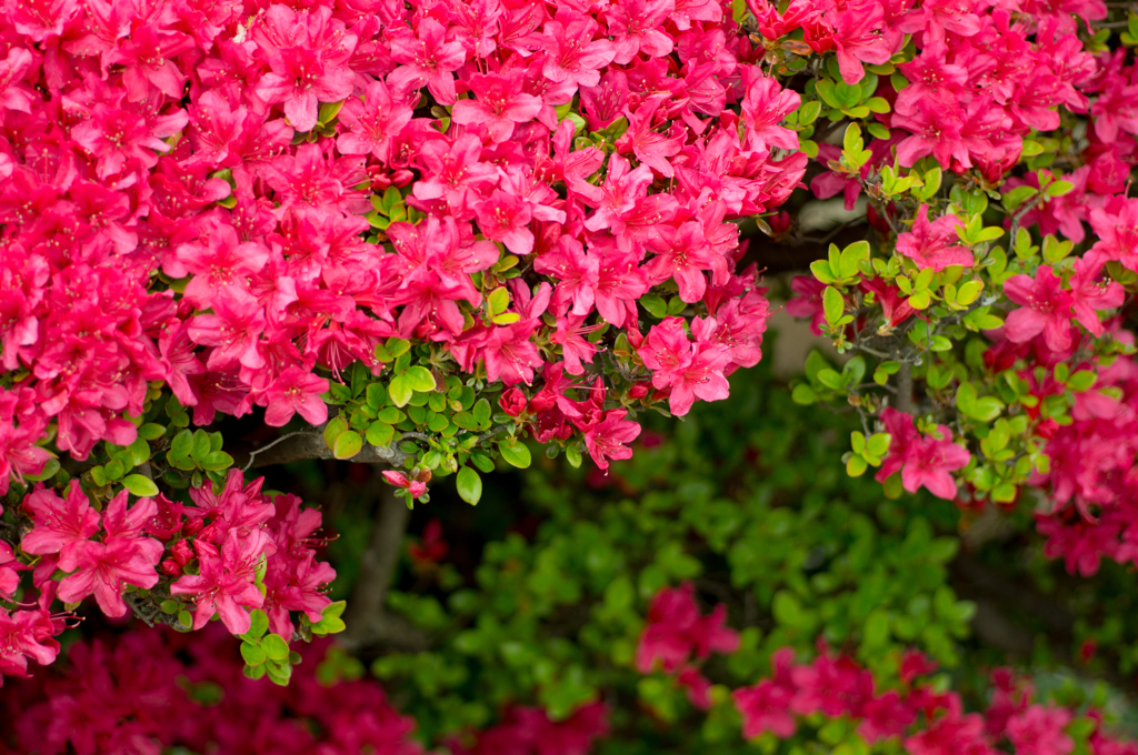 つつじ　その２