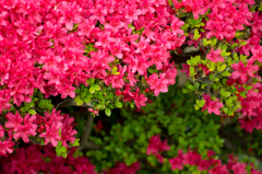 つつじ　その２