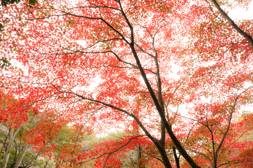 紅葉