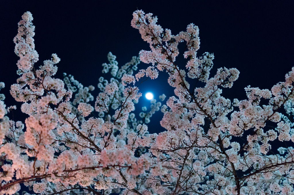 夜桜