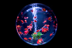 アートアクアリウム