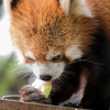 レッサーパンダ