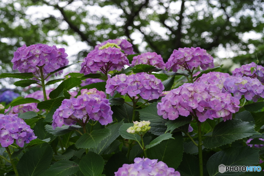 紫陽花