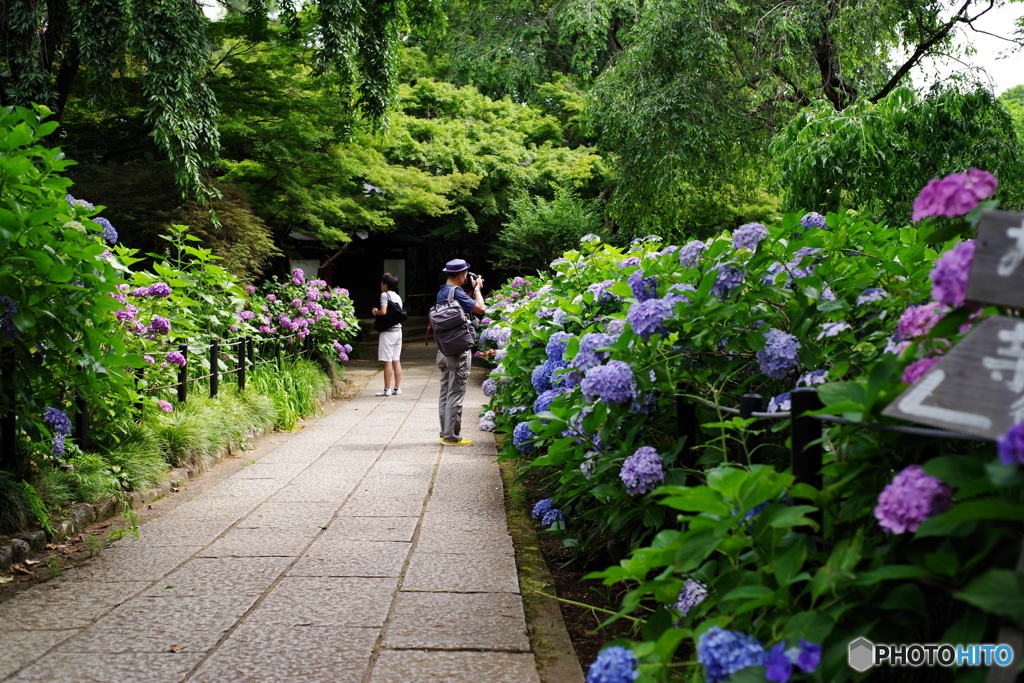 紫陽花に目を奪われる