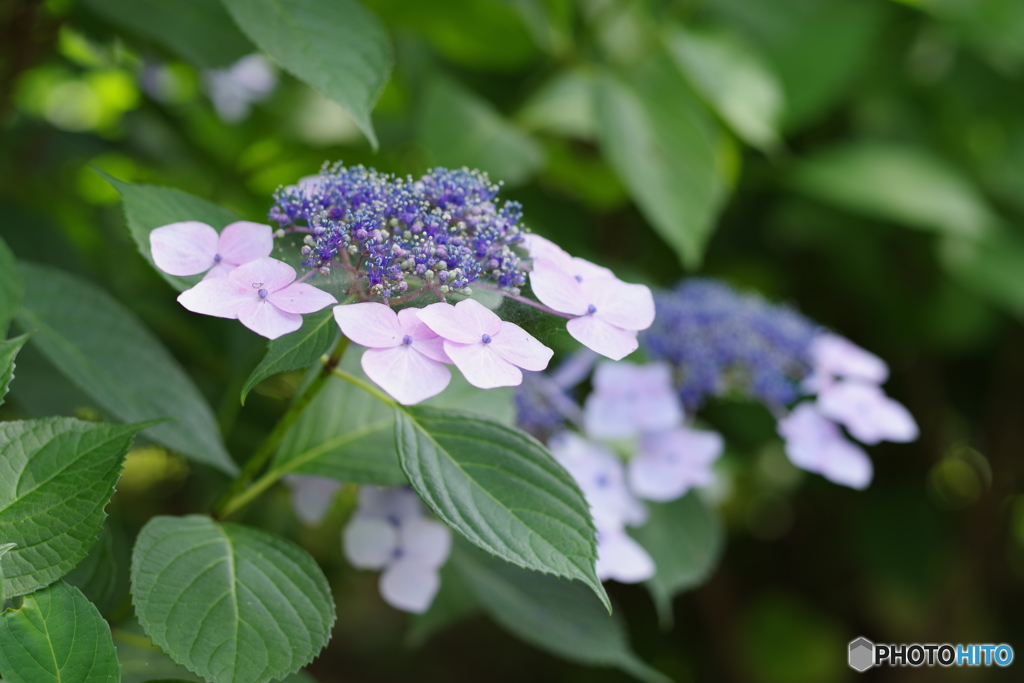 紫陽花