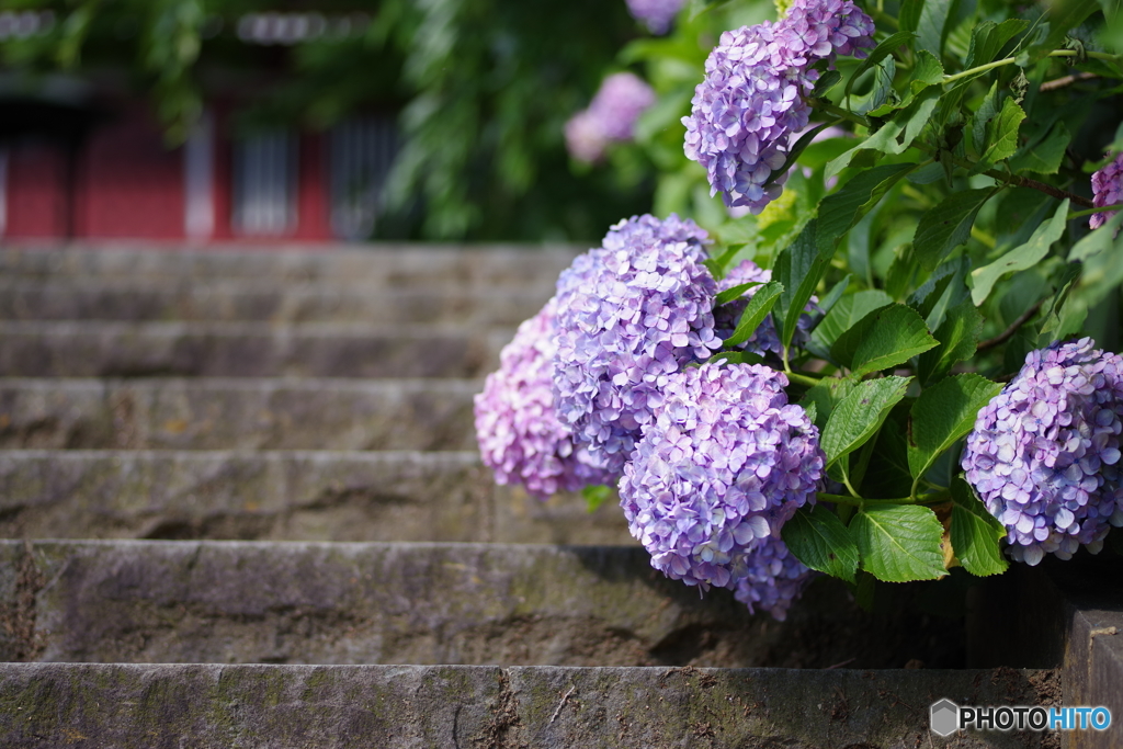 石段の紫陽花