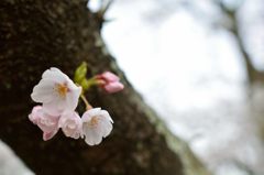 今年最後の桜