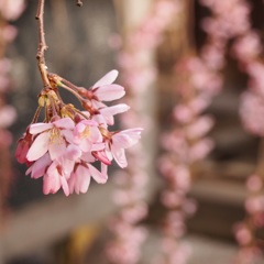 いつかのさくら
