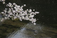 鴨と桜