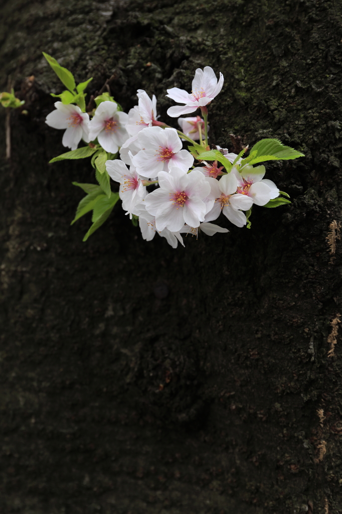 幹から