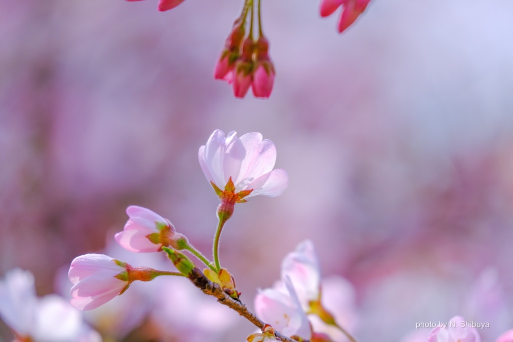 隣の花は紅く見える!?