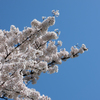 桜のかたまり
