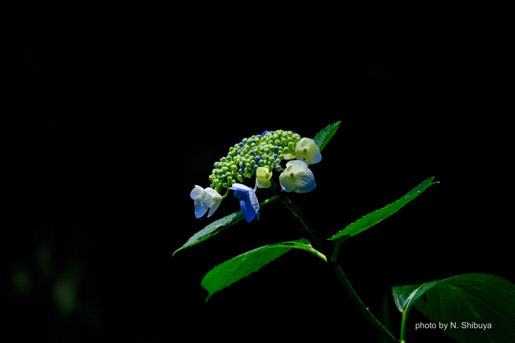 木漏れ日のなかの紫陽花。