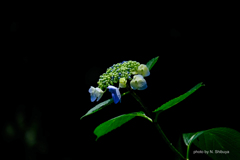 木漏れ日のなかの紫陽花。