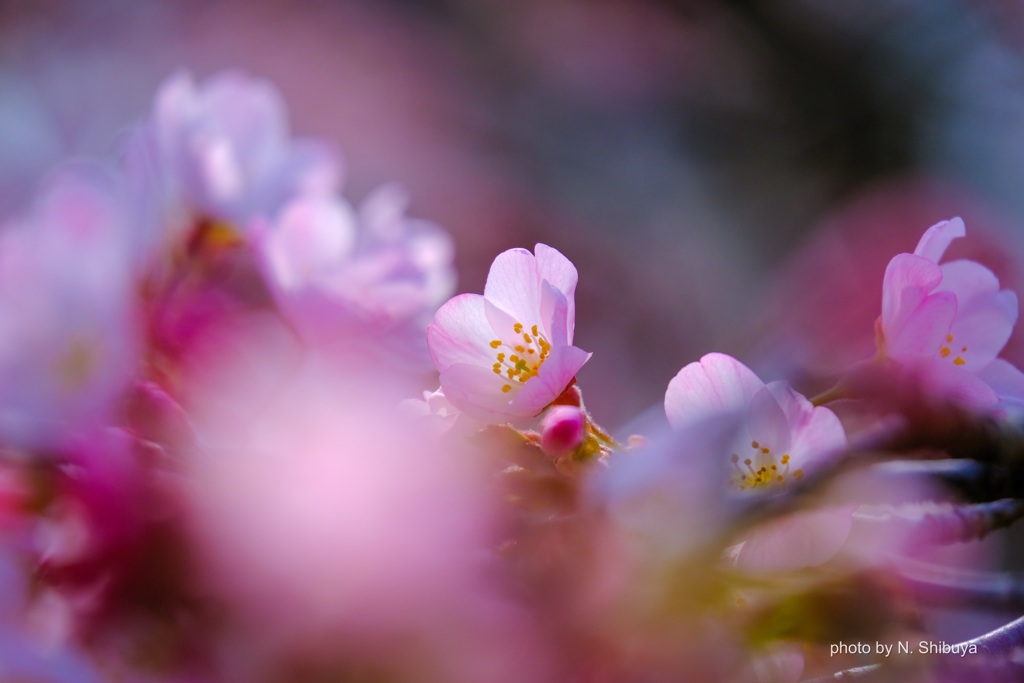 パープルに染まる桜。