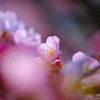 パープルに染まる桜。
