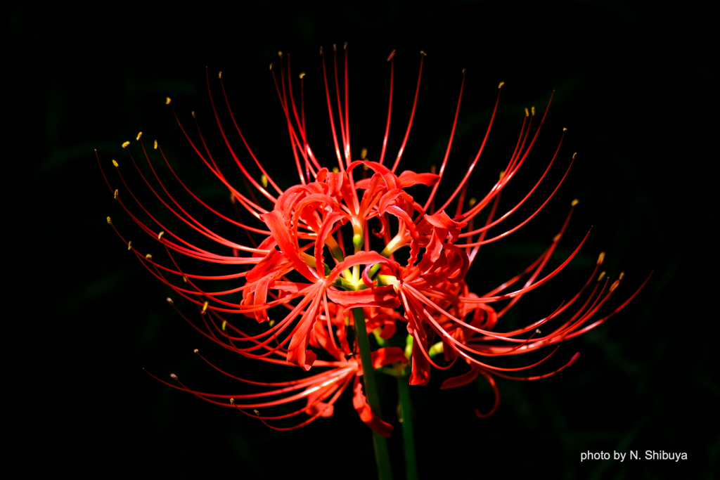 真昼の花火。
