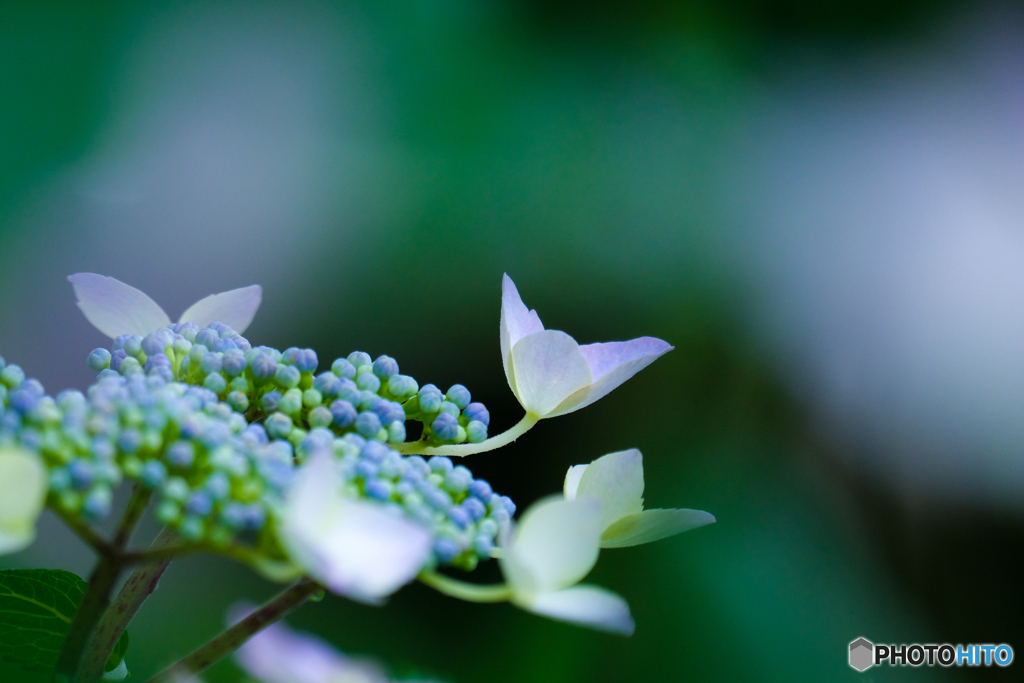 上向きな紫陽花。