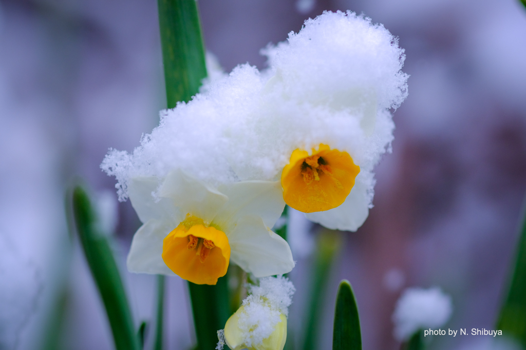 氷結の花。