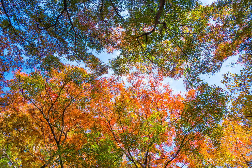 紅葉カラーグラデショーン。