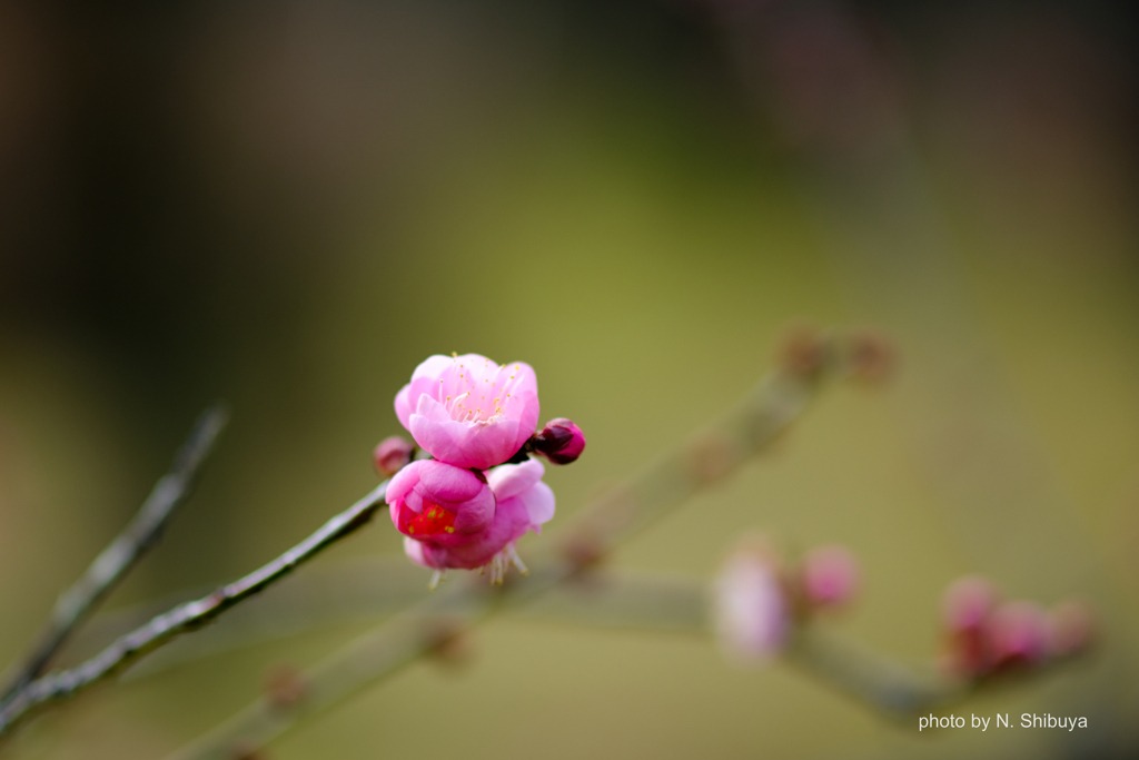 薄紅色の宝珠。