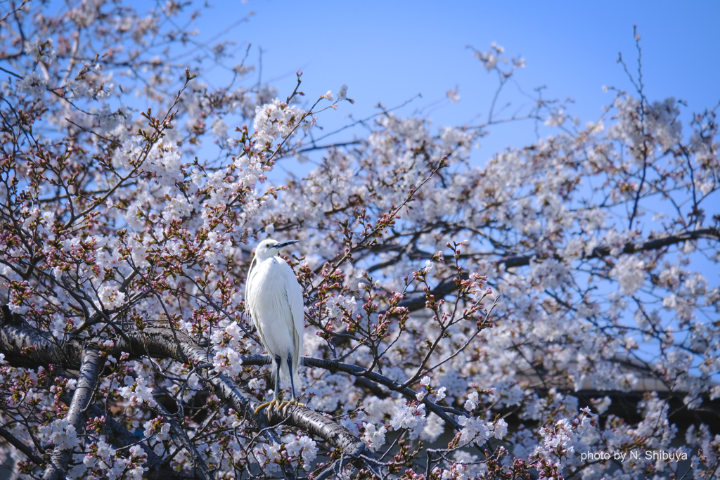 コサギのお花見。