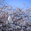 コサギのお花見。