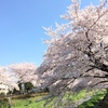 桜香る昼下がり