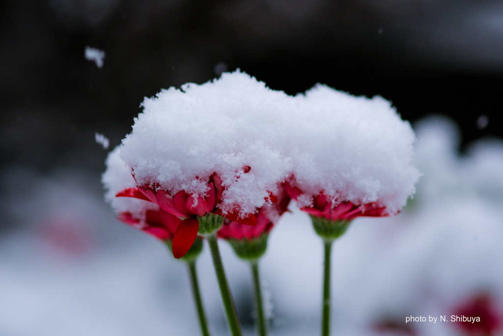 雪の日の花。