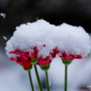 雪の日の花。