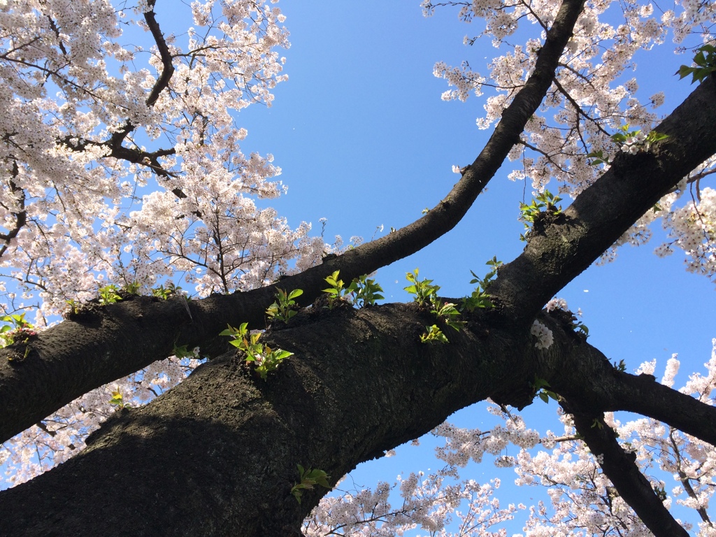 初夏の準備