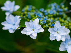 墨田の花火