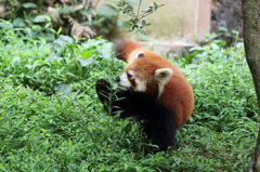 レッサーパンダ
