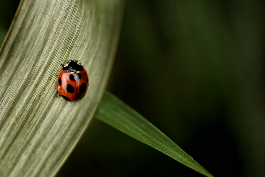 Coccinelle