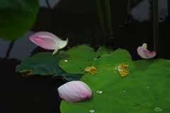 落花