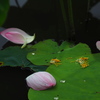 落花