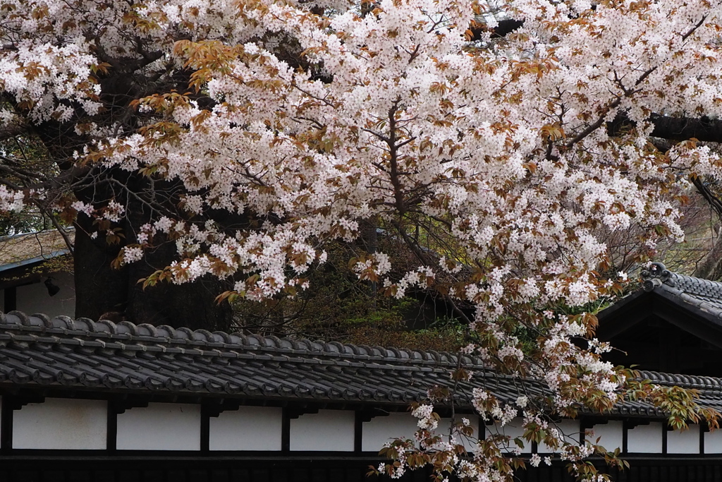 百代の桜