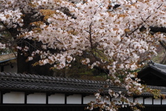 百代の桜
