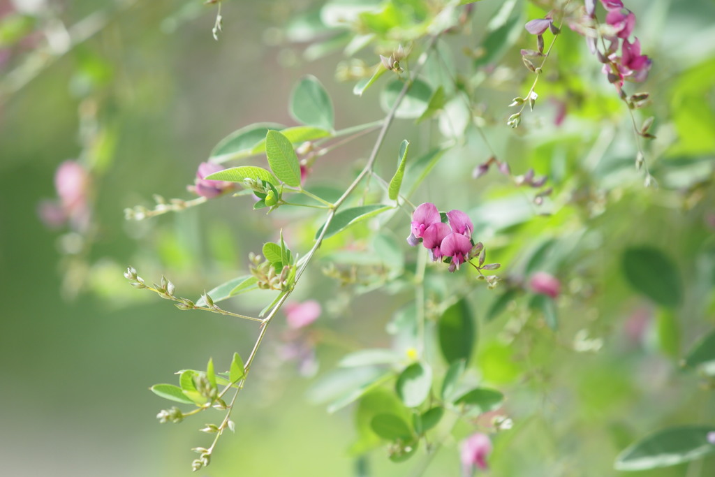 初秋・野の花　１