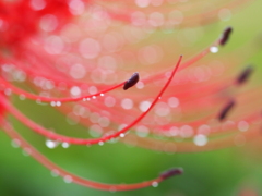 ころころ雨滴