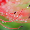 ころころ雨滴