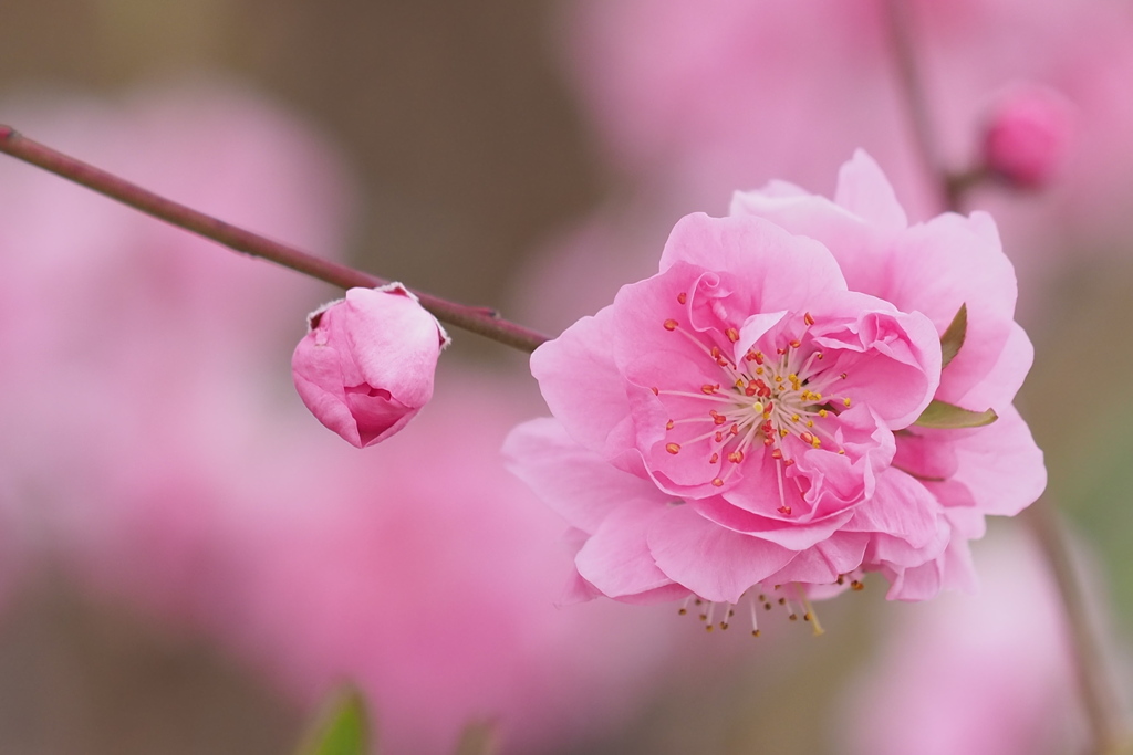 花かんざし