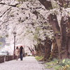 さくら雨