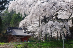 地蔵桜